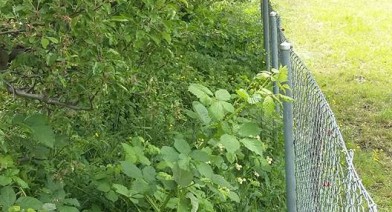 Tondre et entretenir votre pelouse et votre talus Image 10