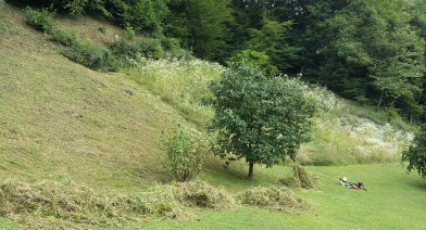 Tondre et entretenir votre pelouse et votre talus Image 28