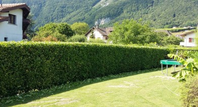 Tailler et entretenir votre haie Image 13