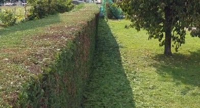 Tailler et entretenir votre haie Image 6