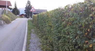 Tailler et entretenir votre haie Image 24