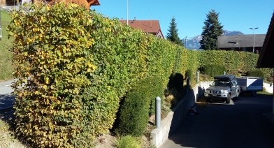 Tailler et entretenir votre haie Image 25