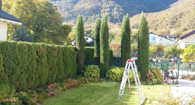 Tailler et entretenir votre haie Image 28