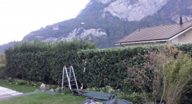 Tailler et entretenir votre haie Image 29