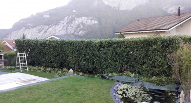 Tailler et entretenir votre haie Image 30