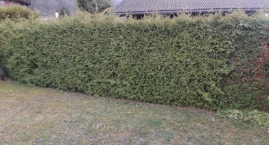 Tailler et entretenir votre haie Image 31