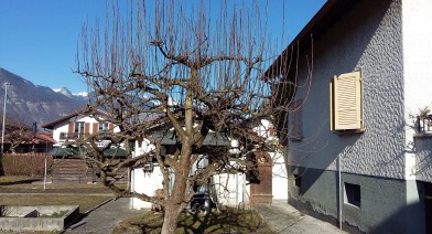 Tailler vos plantes, vos arbustes et arbres fruitiers Image 2