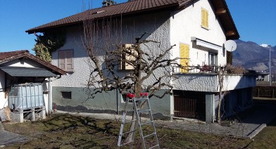 Tailler vos plantes, vos arbustes et arbres fruitiers Image 3