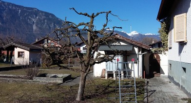 Tailler vos plantes, vos arbustes et arbres fruitiers Image 4