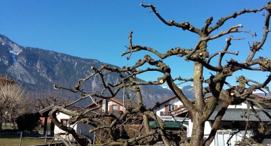 Tailler vos plantes, vos arbustes et arbres fruitiers Image 5