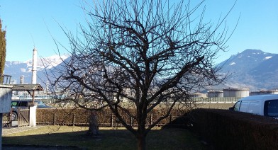 Tailler vos plantes, vos arbustes et arbres fruitiers Image 6