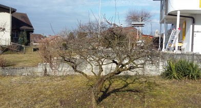 Tailler vos plantes, vos arbustes et arbres fruitiers Image 9