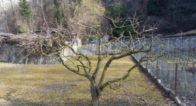 Tailler vos plantes, vos arbustes et arbres fruitiers Image 11