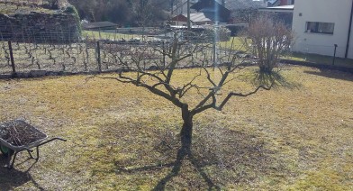 Tailler vos plantes, vos arbustes et arbres fruitiers Image 10