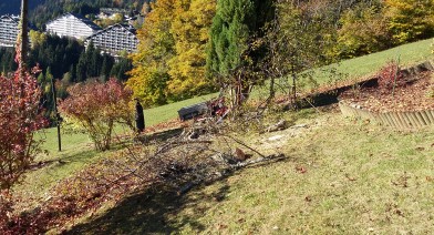 Tailler vos plantes, vos arbustes et arbres fruitiers Image 15