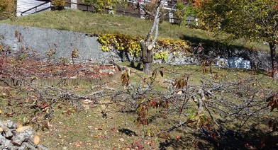 Tailler vos plantes, vos arbustes et arbres fruitiers Image 16