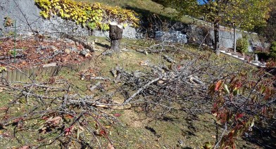 Tailler vos plantes, vos arbustes et arbres fruitiers Image 17