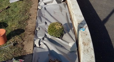 Potager, platebandes, terrasses, allées et biotopes Image 11
